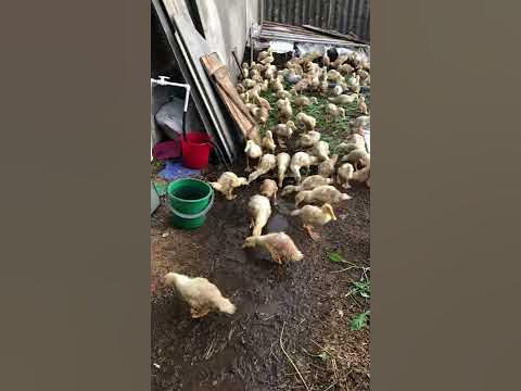 Бассейн для уток - YouTube