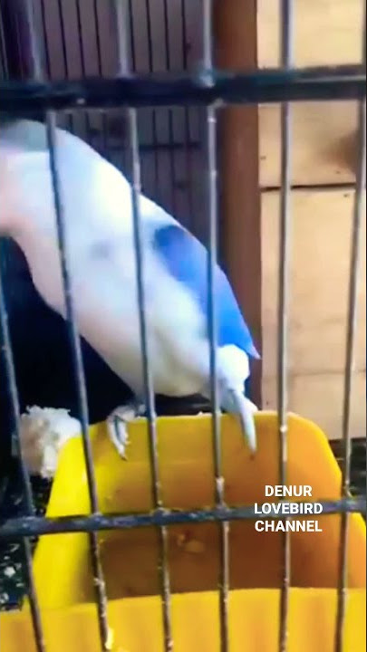 Pancingan lovebird jantan birahi bunyi kawin #shorts