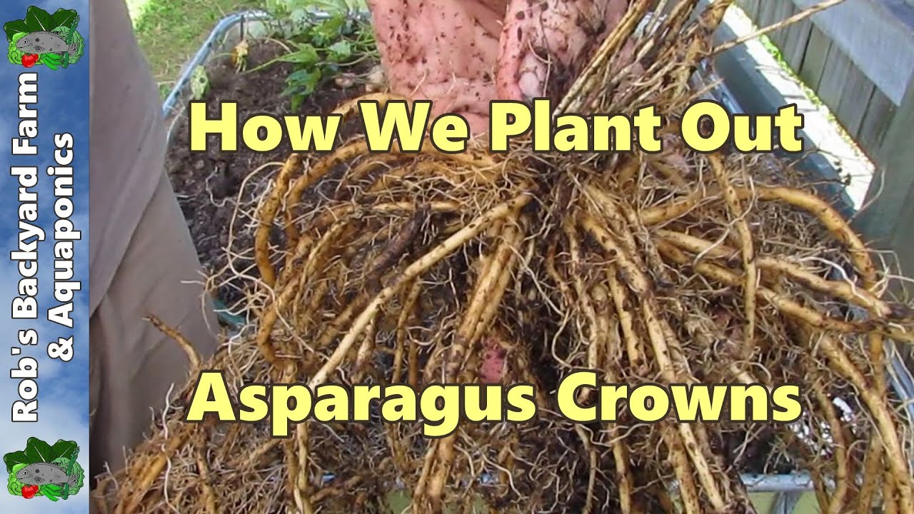 How We Plant Out Asparagus Crowns - YouTube