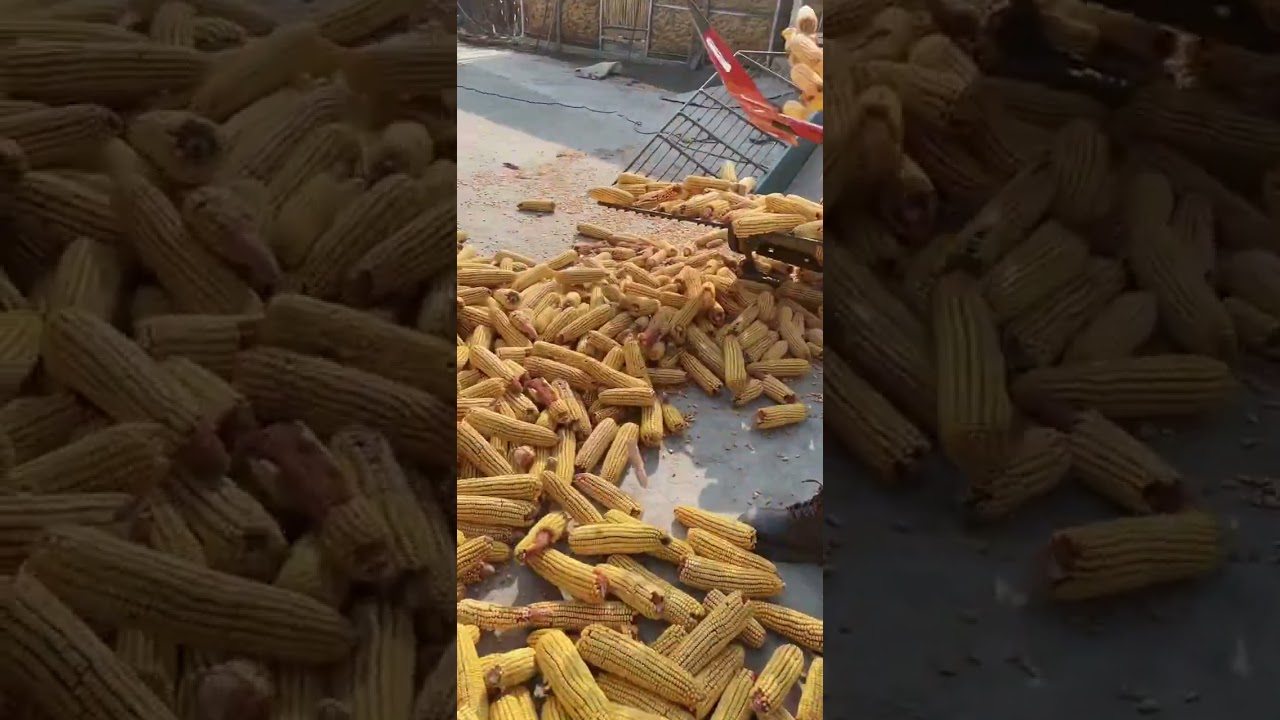 Rural Farmer of field finds 