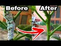 My Top 3 simple secret solution of mealybugs treatment, Hibiscus plants care