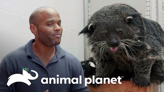 Cuidado especial para o carinhoso binturong chamado Kevin | O Zoológico | Animal Planet Brasil