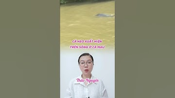 CÁ HEO XUẤT HIỆN TRÊN SÔNG Ở CÀ MAU