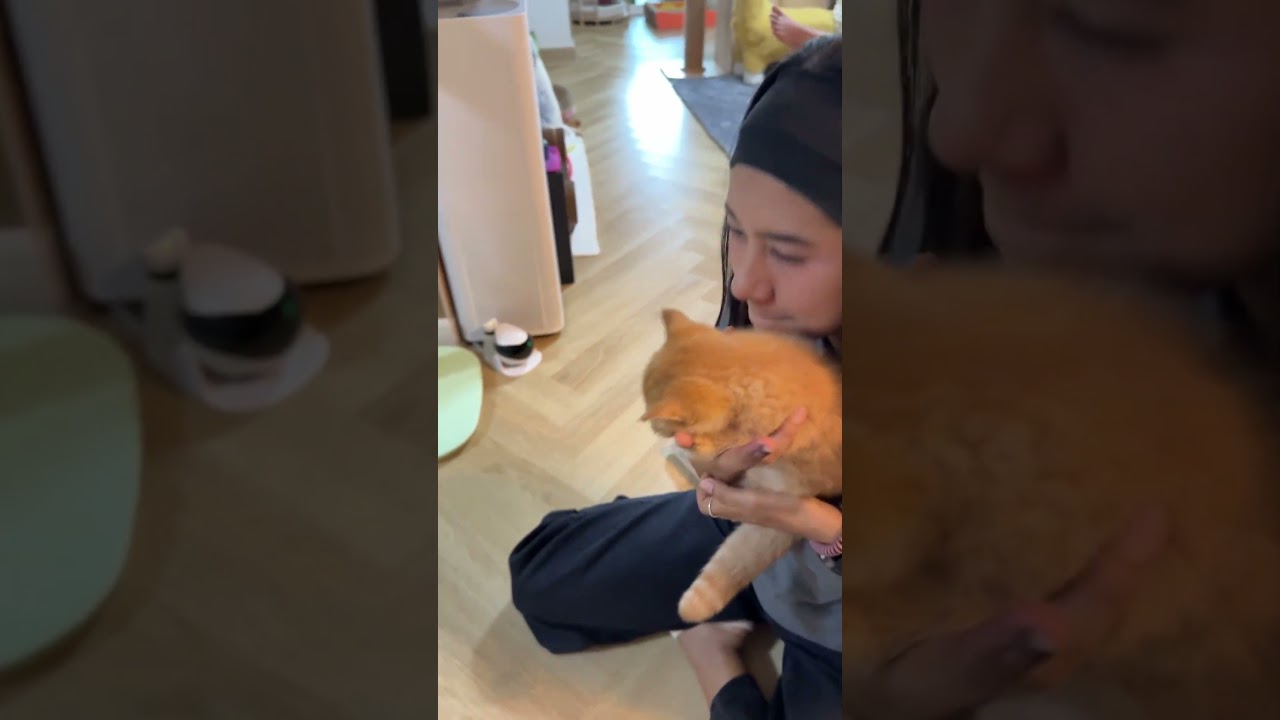 สาวมาฟัดพุง #cat #แมว #kitten #cute #cutecat #funnycats #pets #animals #funny #แมวถังแก๊ส