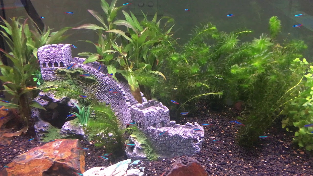 Live Fish Melbourne Tropical Live Fish For Sale YouTube