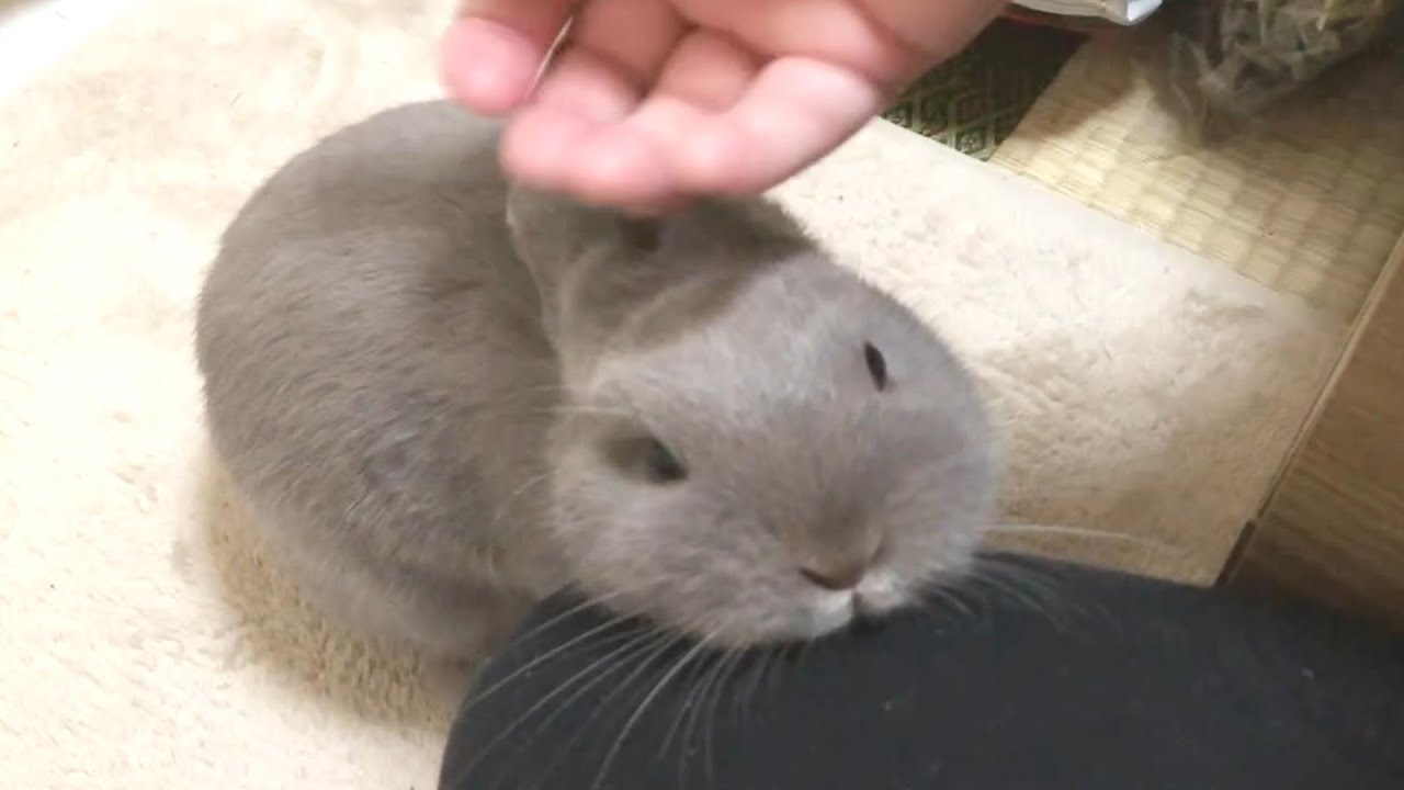 飼い主の膝にあご乗せして甘えてくるうさぎさんが可愛すぎる【No.192