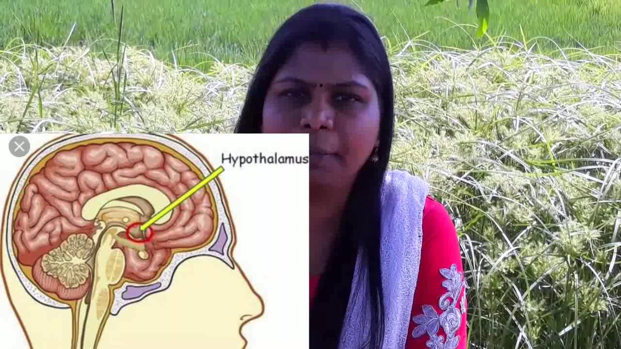 Endocrine System Chapter --1 - YouTube