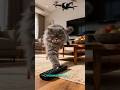 CAPITULO 4:El Dron Descontrolado Persigue a Birl… Motas Actúa #gatos #superpuma #animales #series
