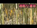 大量に生えてきた竹の末路、、、【メダケ赤衣病原菌】