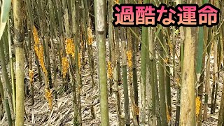 大量に生えてきた竹の末路、、、【メダケ赤衣病原菌】