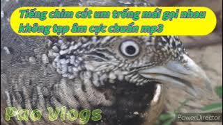 Tiếng cút môi um trống mái gọi nhau chuẩn, không tạp âm (Bird Trap) - Pao Vlogs