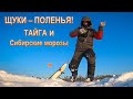 Щуки-поленья, кругом тайга и сибирские морозы