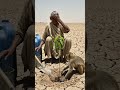 viral reels