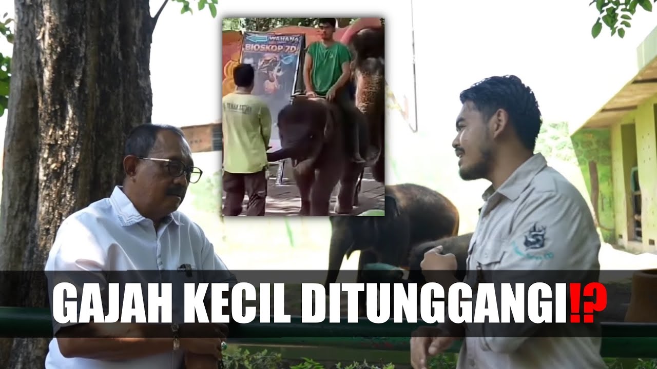 TERKAIT GAJAH UMUR SETAHUN YANG VIRAL, CAKJI DATANGI KBS⁉️