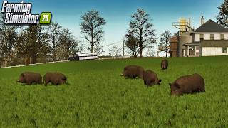 Boars Have Invaded Iowa Plains! | Farming Simulator 25