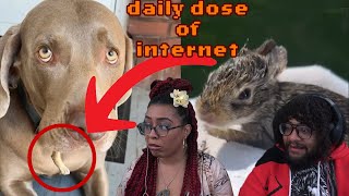 Bunnies Are Friends, Not Food! | Daily Dose Of Internet @SkittenSays