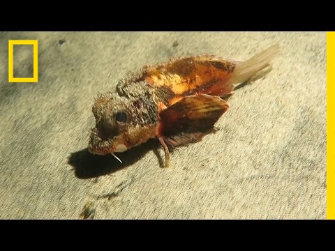 Ta "hodeča" riba je znanstvenike zmedla | National Geographic