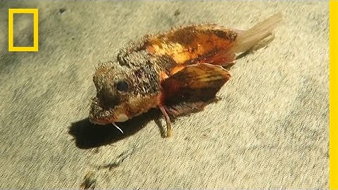 This "Walking" Fish Has Scientists Stumped | National Geographic