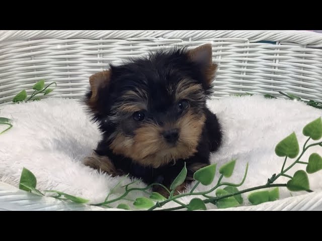 ヨークシャテリア♀2305D321 - YouTube