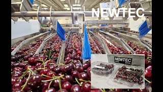 Newtec Weighing And Packing Of Cherries In Square Clamshell Punnets Two Samples