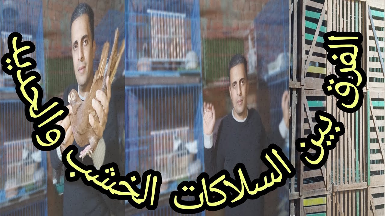 الفرق بين التربيةفي السلاكات الحديد والسلاكات الخشب