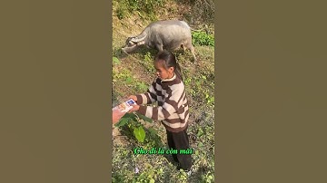 Cho đi là còn mãi #shorts #trongheovungcao #quycomcothit