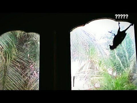 Video: Pertanda Buruk: Burung Itu Mengetuk Jendela Dengan Paruhnya