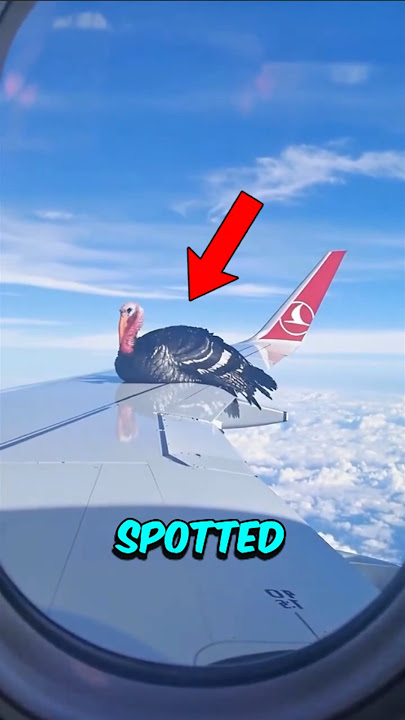 5 Highest Bird Flights Ever Recorded! 😱