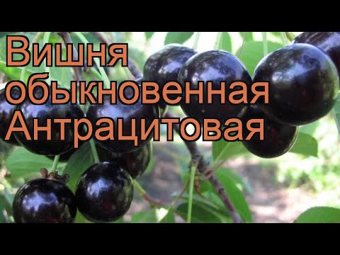 Вопрос: Вишня Антрацитовая shy , что это за сорт?