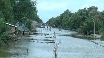 Nuôi sò huyết dưới lòng sông gây cản trả giao thông tại Cà Mau- TIN TỨC - Miền Tây 24h