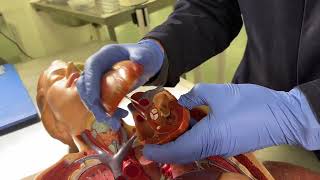 Walkthrough of the Dissection Room