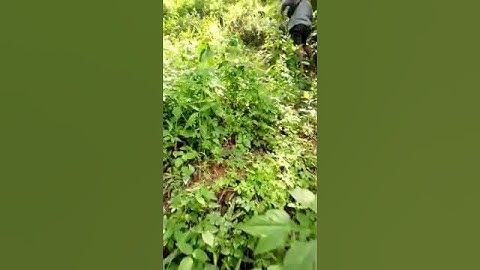 mbolang  d gunung pegat blitar