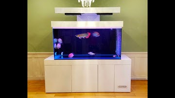 Pom ชิดลม - เปลี่ยนตู้เลี้ยงปลาปอมเป็นตู้ปลามังกรแดงพร้อม O4FS Set 3