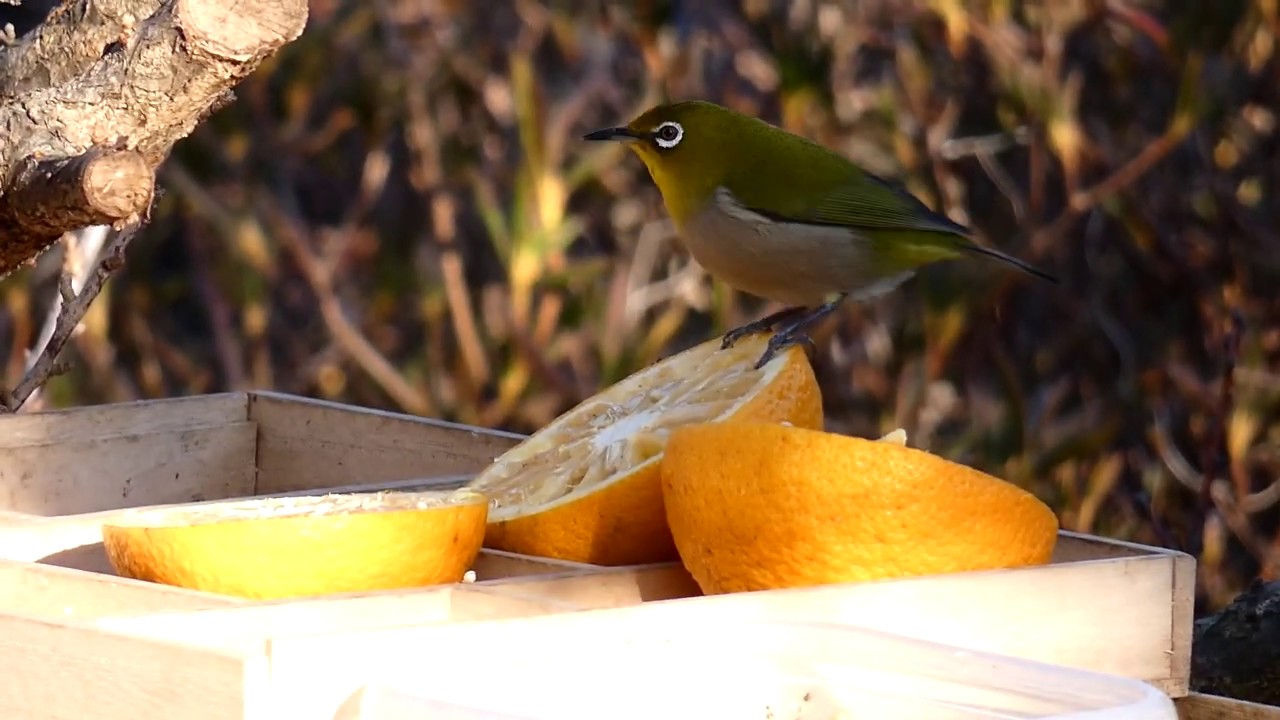 餌台に来た鳥 メジロ Japanese White Eye 1 30 ミカン大好き Youtube 餌台に来た鳥 メジロ Japanese White Eye 1 30 ミカン大好き Youtube