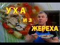 Уха из жереха - легкая, диетическая, ароматная и сытная одновременно