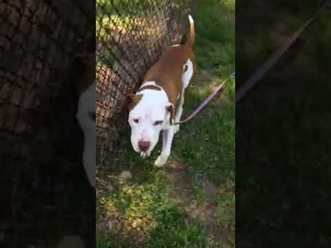 rescue dogs rock nyc Shane and nova