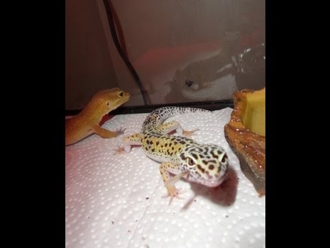eggs florentine Scorpions going to the Vet, they can't take me until tomorrow, prayers for Scorpion :(