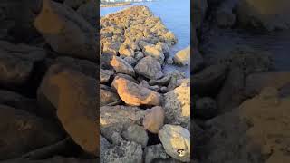 Probando Señuelo Marine Sport Inna De 14 Cms Cabeza Roja