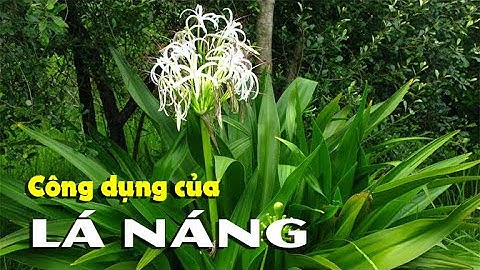 ĐIỆN BIÊN - Công dụng của lá náng | Vị thuốc quanh ta