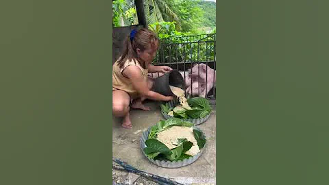 🐷👩‍🌾 Heartwarming Moment: Pig Farmer Feeding Her Happy Pig 🐖💚 | Farm Life Vibes 🌾 #livestockfarming