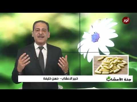 فوائد الصنوبر مضاد حيوي طبيعي لجميع العائله مع خبير الاعشاب حسن خليفة جنة الاعشاب