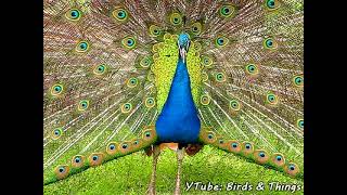Spectacular Peacock Courtship Display