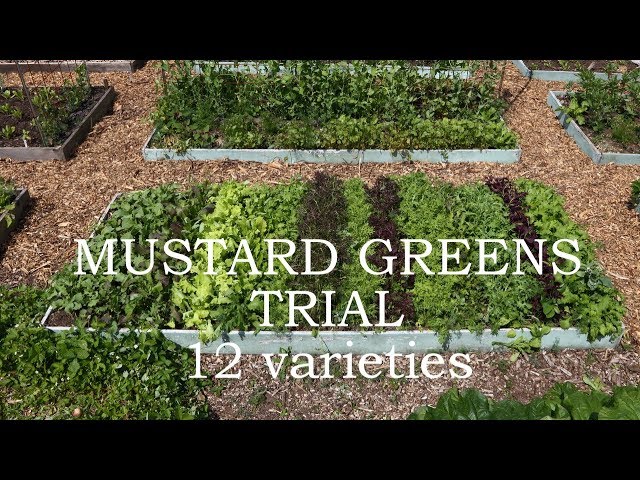 Get to Know These 9 Types of Mustard Greens - FoodPrint