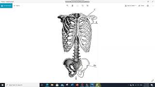 Human Trunk (Torso) - جذع الانسان