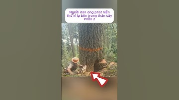 [P.2] Người đàn ông phát hiện thứ kì lạ bên trong thân cây #shorts