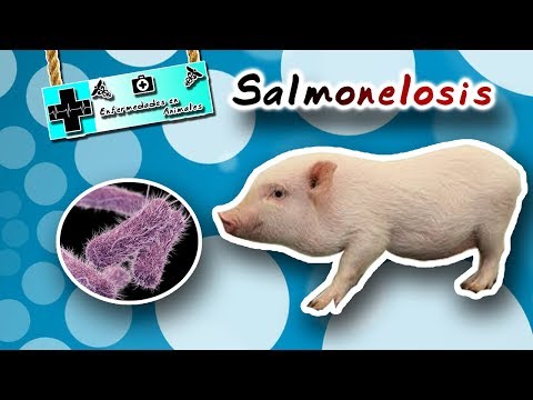Salmonellose (Die Krankheit, die sich im Ei zusammenzieht) | Tierkrankheiten |