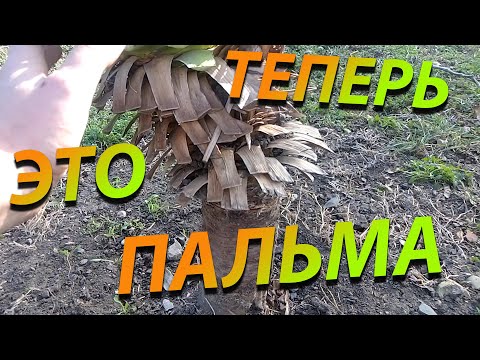 Как сделать из обычной юкки экзотическую пальму!