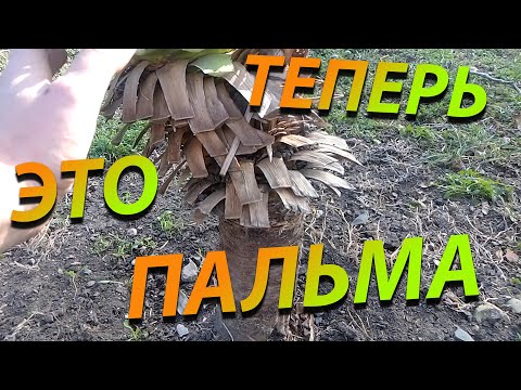 Видео: Как обрезать пальмы кунти?