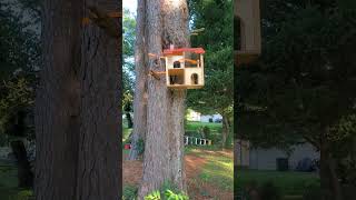 Squirrel House squirrelfeeder squirrelhouse twostorysquirrelhouse upstairssquirrelhouse