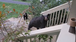 Bear Simone — Just Checking